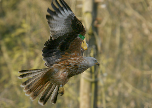10. A ringed kite